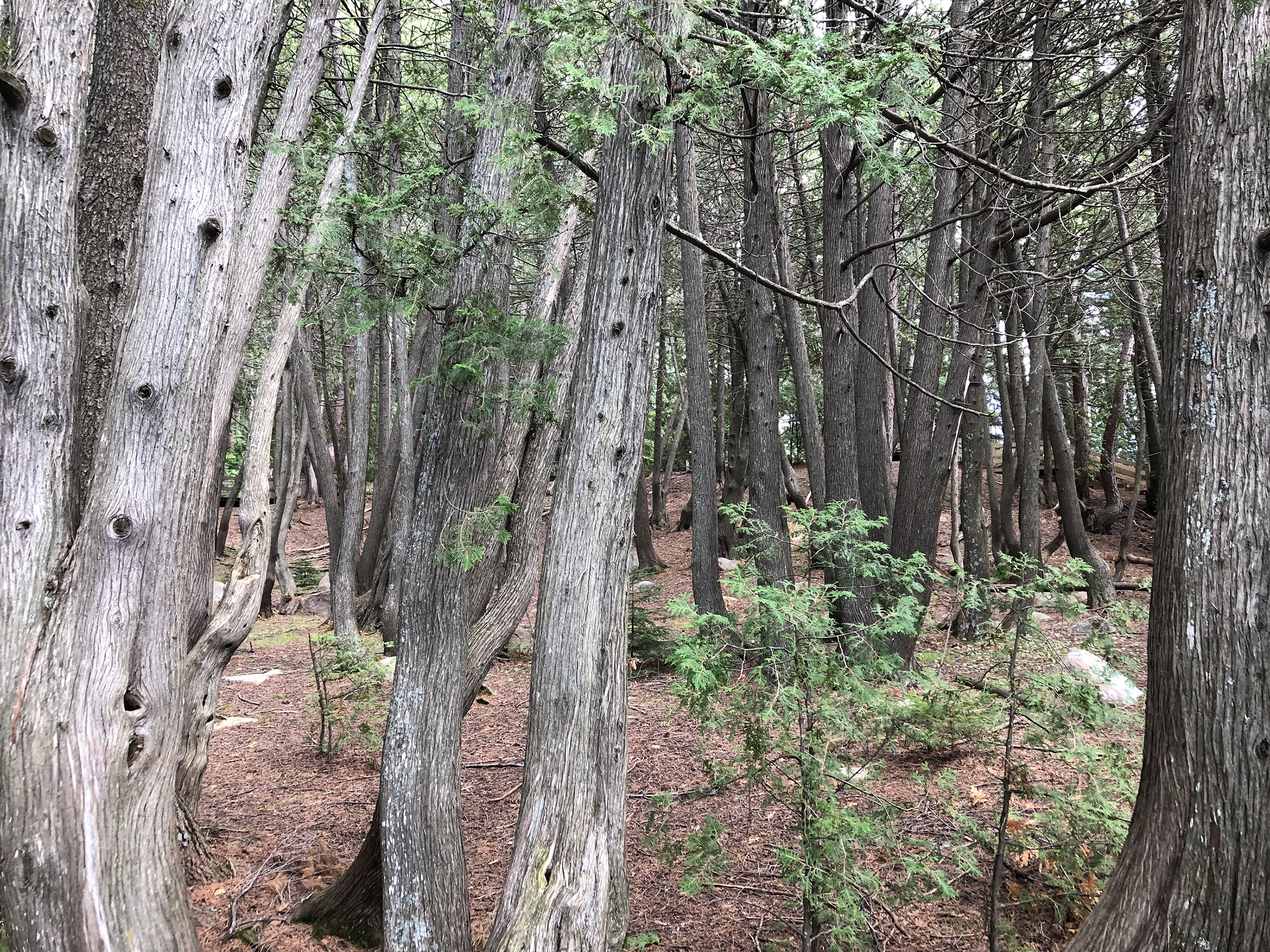 Forêt enchantée du Fort Témiscamingue.