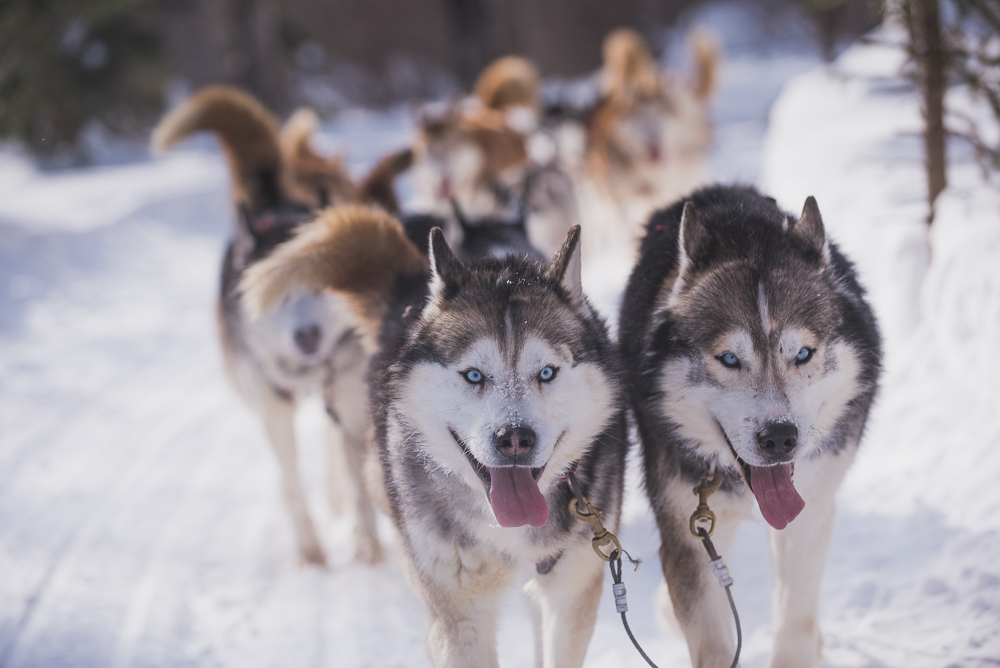 L'une des meilleures activités hivernales à faire en Abitibi-Témiscamingue est une balade en traîneau à chiens. La photo des chiens tirant un traîneau a été prise au Chenil du Chien-Loup, à Berry, près de Amos.