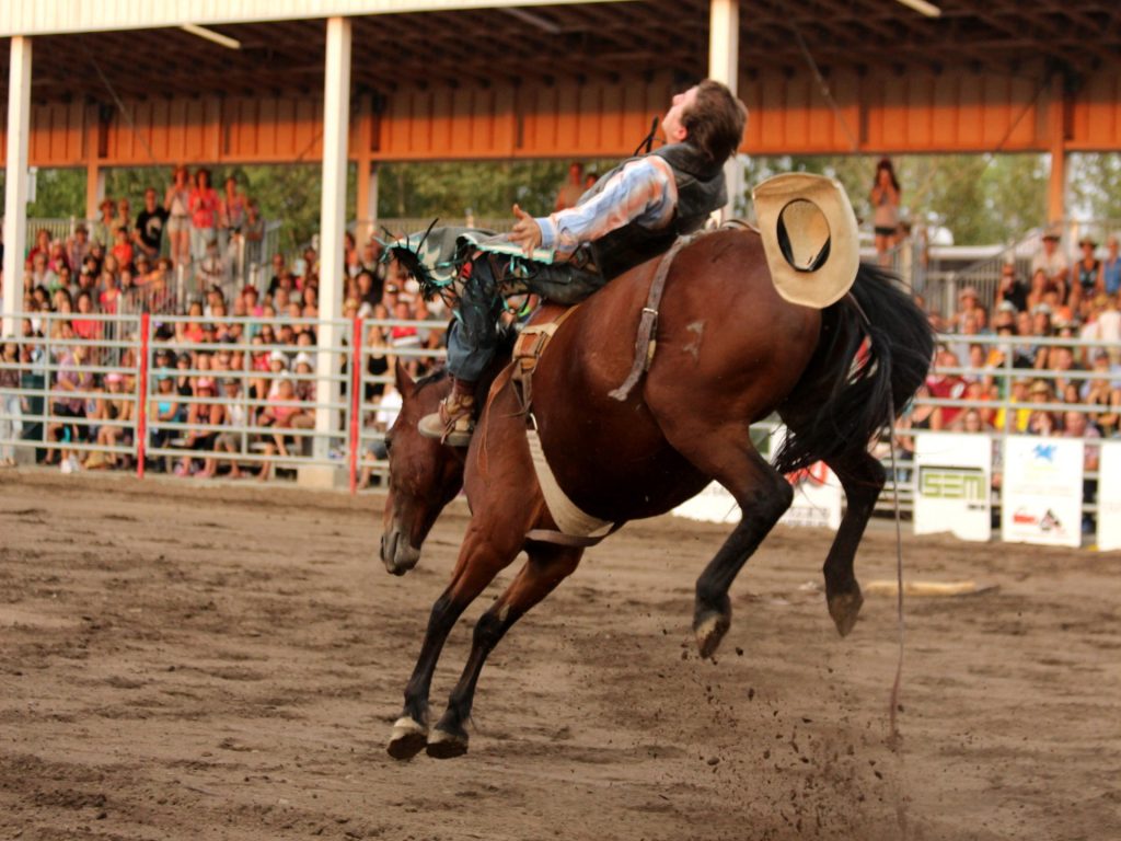 La photo présente un cowboy en plein rodéo sur un cheval brun lors du Festival western de Malartic.