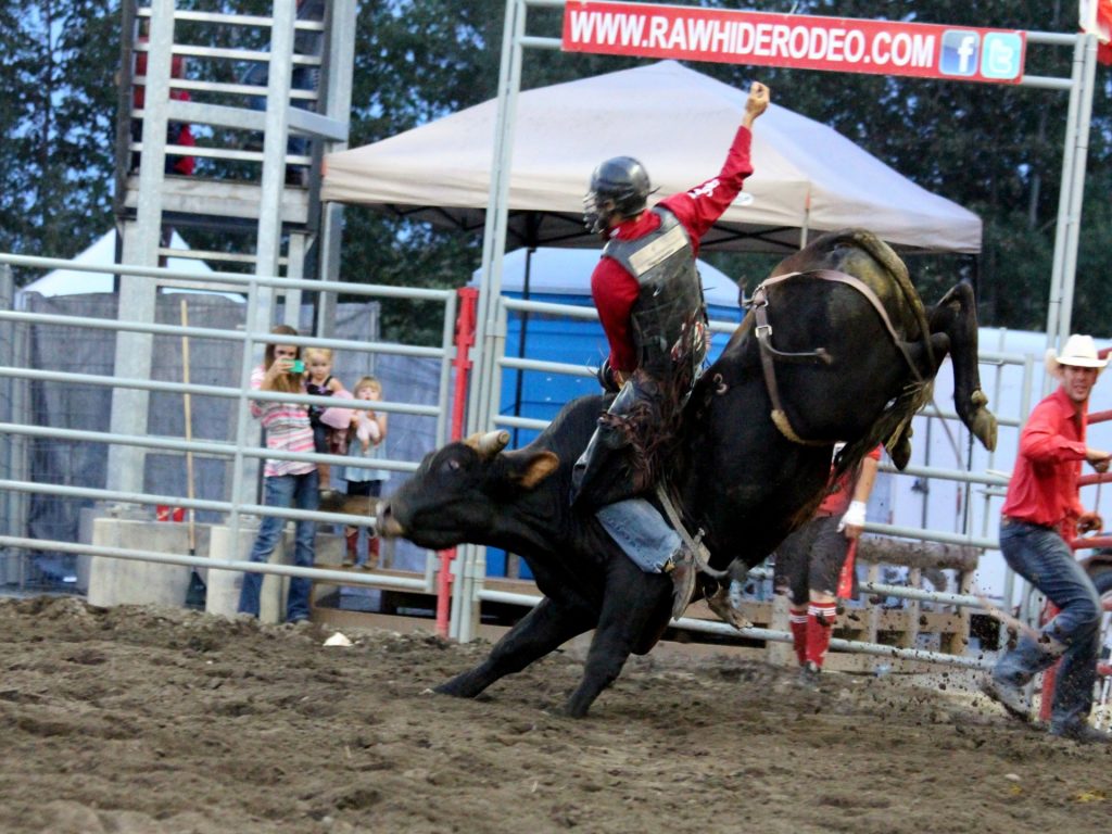 La photo présente un cowboy en plein rodéo sur un taureau noir lors du Festival western de Malartic.