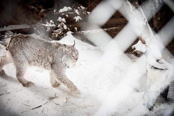 Lynx