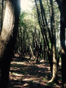 Forêt enchantée