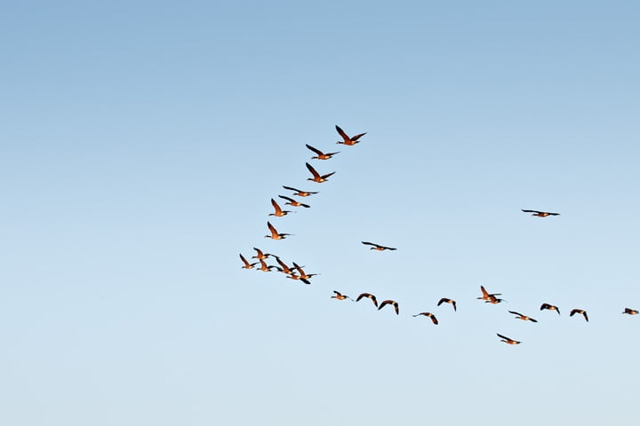 Dans un ciel bleu, un voilier d'outardes forme une flèche. Celle-ci pointe vers le sud, les oiseaux retournent vers la chaleur. Il s'agit d'une belle représentation de l'automne en Abitibi-Témiscamingue. 