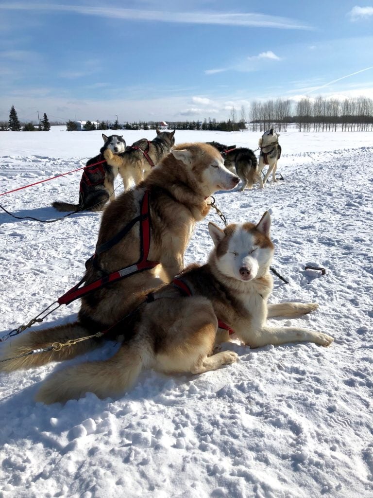 Les chiens du chenil du Chien-Loup à Amos, en Abitibi-Témiscamingue, sont prêts pour la balade en traîneau à chiens.