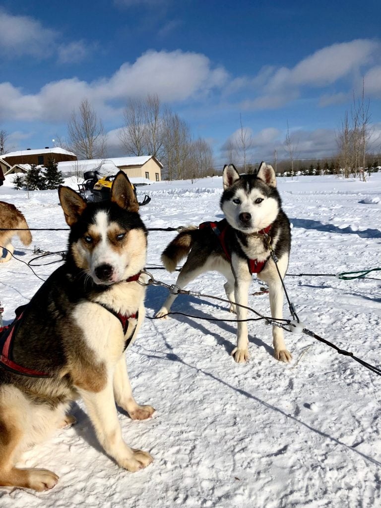 Les chiens du chenil du Chien-Loup à Amos, en Abitibi-Témiscamingue, sont prêts pour la balade en traîneau à chiens.