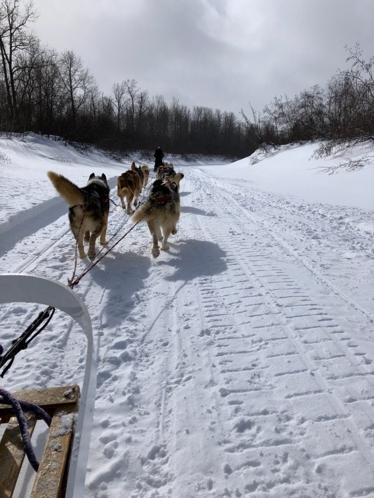 Nous sommes en balade de traîneau à chien au chenil du Chien-Loup, à Amos, en Abitibi-Témiscamingue, sur la rivière gelée et enneigée.