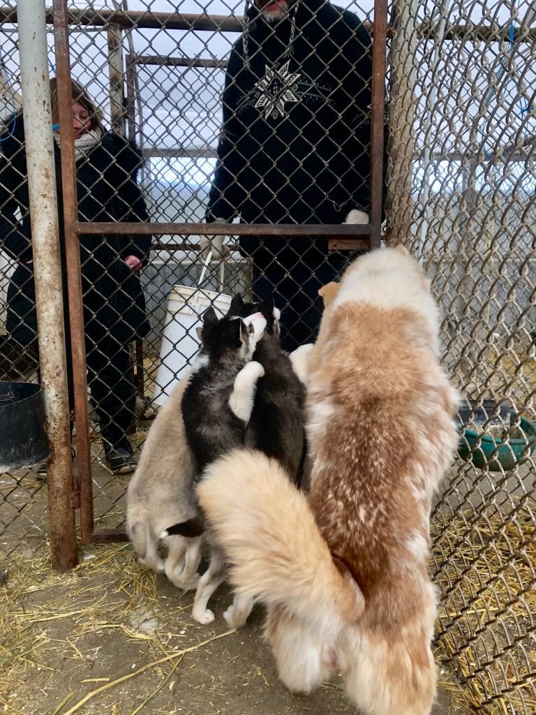 Dans l'enclos des chiots du chenil du Chien-Loup, à Amos, en Abitibi-Témiscamingue lors de notre visite pour une balade en traîneau à chiens.