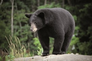 A wild Black Bear.