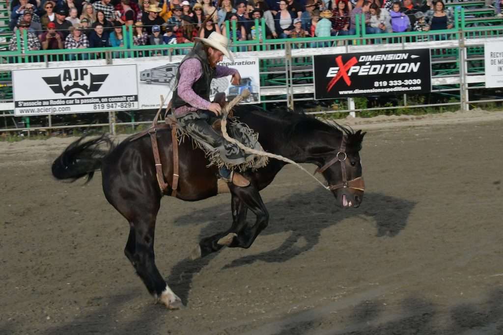 En pleine action, un cowboy habillé d'une chemise mauve et d'un chapeau de cowboy blanc, est en rodéo sur son cheval noir. Les pattes du cheval sont dressées dans les airs.