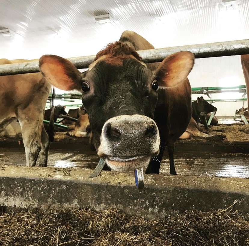 L'une des vaches Jersey de la ferme laitière Boréalait. 