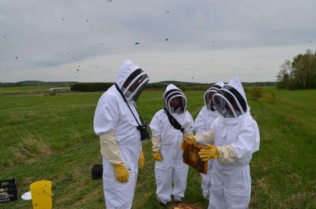 Quatre personnes vêtues de la combinaison d'apiculteur manipule un rayon de la ruche lors d'un safari apicole.  