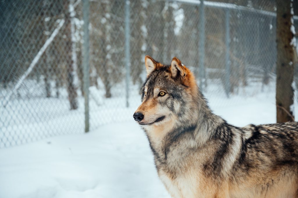 Ce loup au regard perçant est un habitué du Refuge Pageau en Abitibi-Témiscamingue.