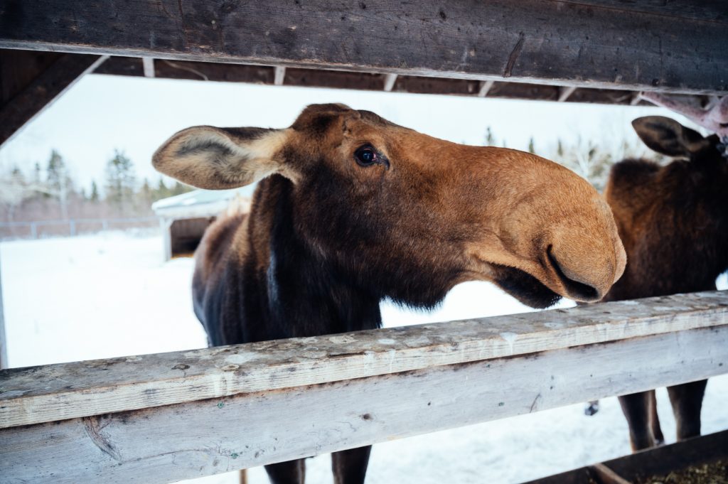 Le temps des Fêtes en Abitibi-Témiscamingue est le moment idéal pour visiter les animaux du Refuge Pageau. 