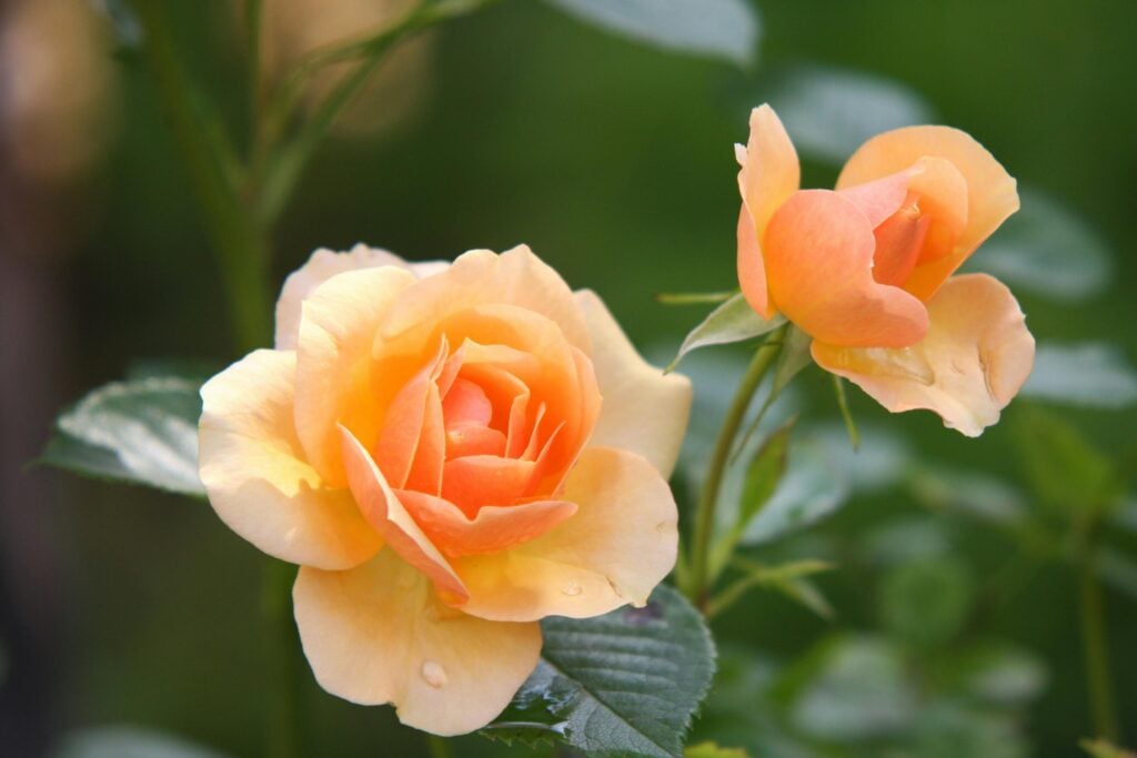 Les jardins du parc botanique à Fleur d'eau abrite une grande variété de fleurs et de plantes. On y retrouve entre autres cette belle fleur orangé. Le parc botanique à fleur d'eau est un coup de coeur de Rouyn-Noranda.